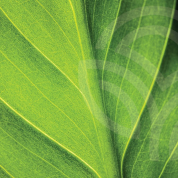 Chlorofil w płynie (Liquid Chlorophyll) NSP roztwór doustny