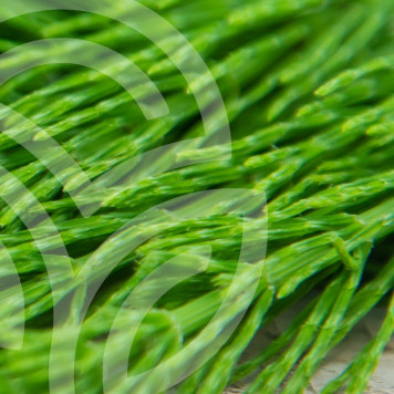 Kompleks skrzypu i rozmarynu 100 kapsułek